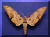 Ambulyx sericeipennis.jpg (73963 bytes)