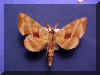 Amorpha juglandis.jpg (74703 bytes)